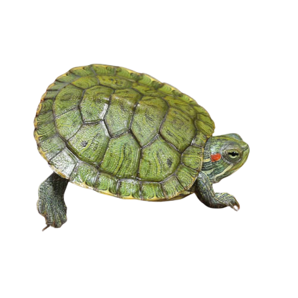 Baby Red Ear Slider Turtle