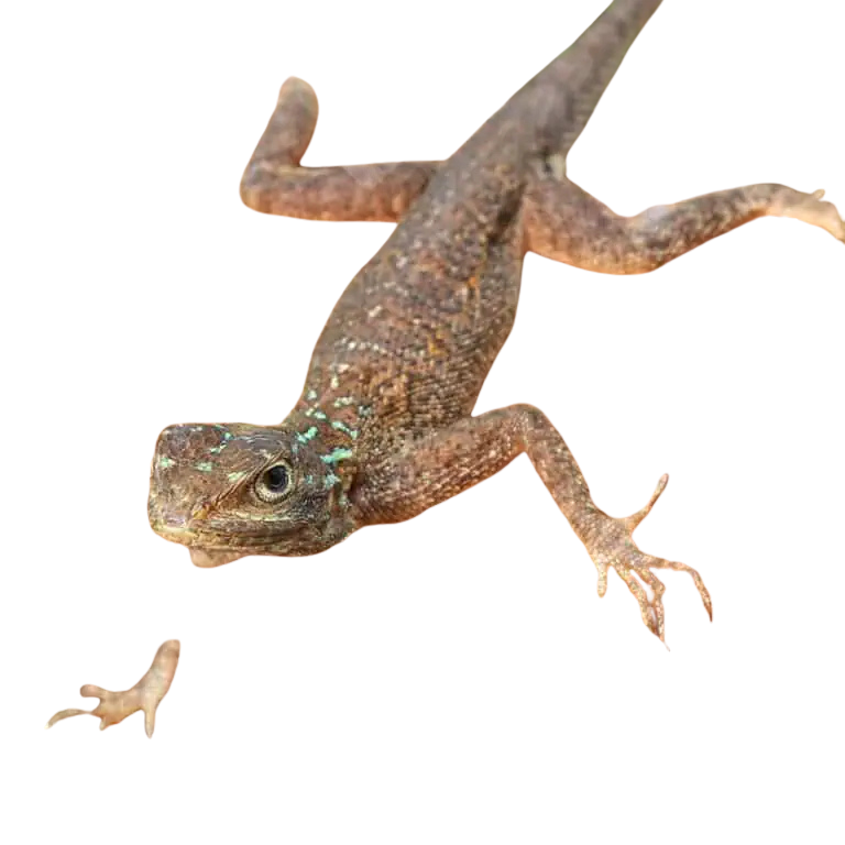 baby-red-headed-agama (1) baby red headed agama 1