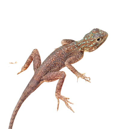 Baby Red Headed Agama