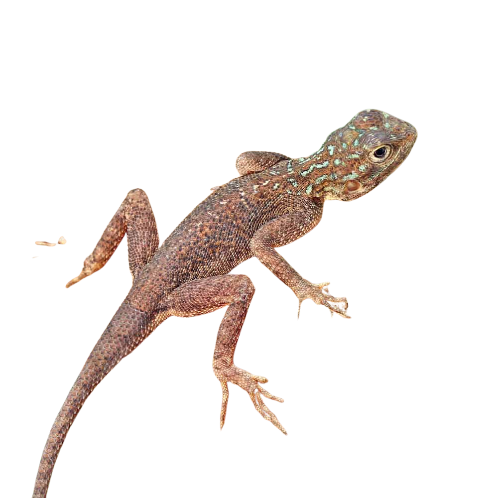 baby-red-headed-agama (2) baby red headed agama 2