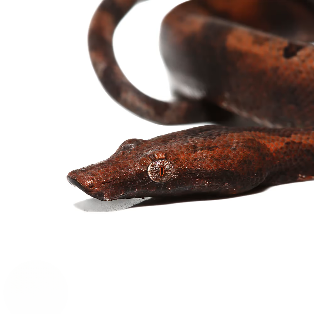 baby-red-indonesian-tree-boa baby red indonesian tree boa