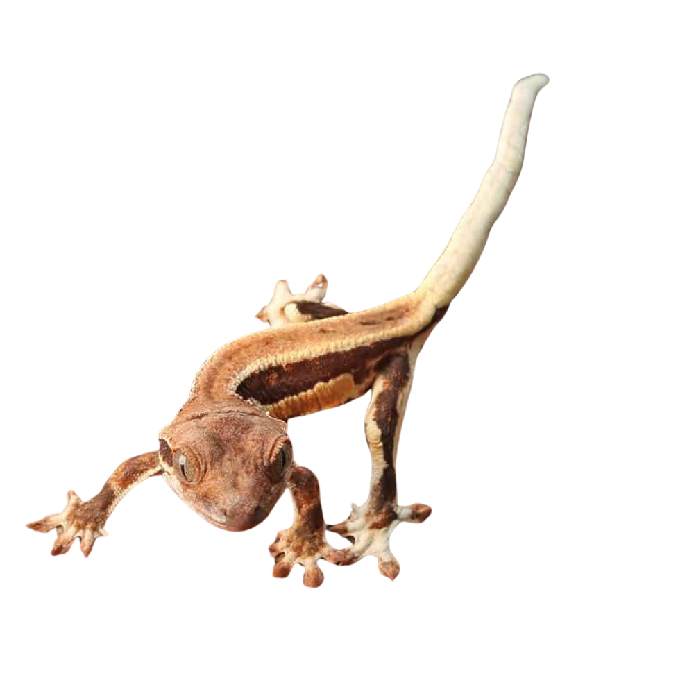 baby-red-phantom-lilly-white-crested-gecko (1) baby red phantom lilly white crested gecko 1