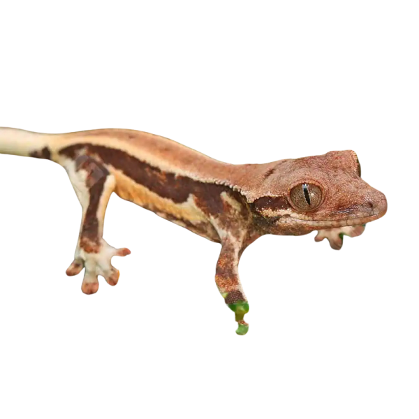Baby Red Phantom Lilly White Crested Gecko