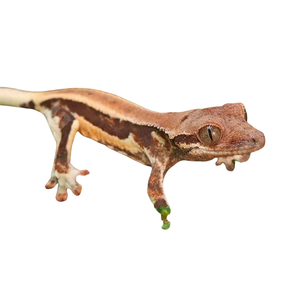 baby-red-phantom-lilly-white-crested-gecko (2) baby red phantom lilly white crested gecko 2