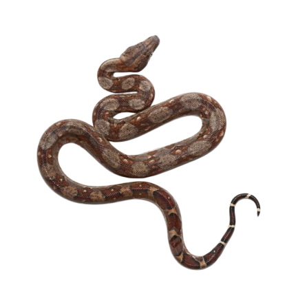 Baby Red Phase Central American Boa