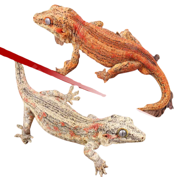 Baby Red Striped Gargoyle Gecko #1