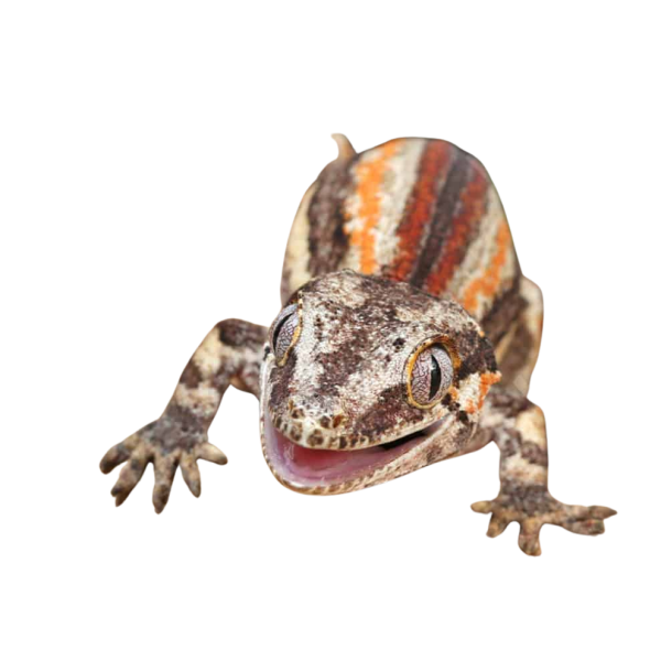 Baby Red Striped Gargoyle Gecko