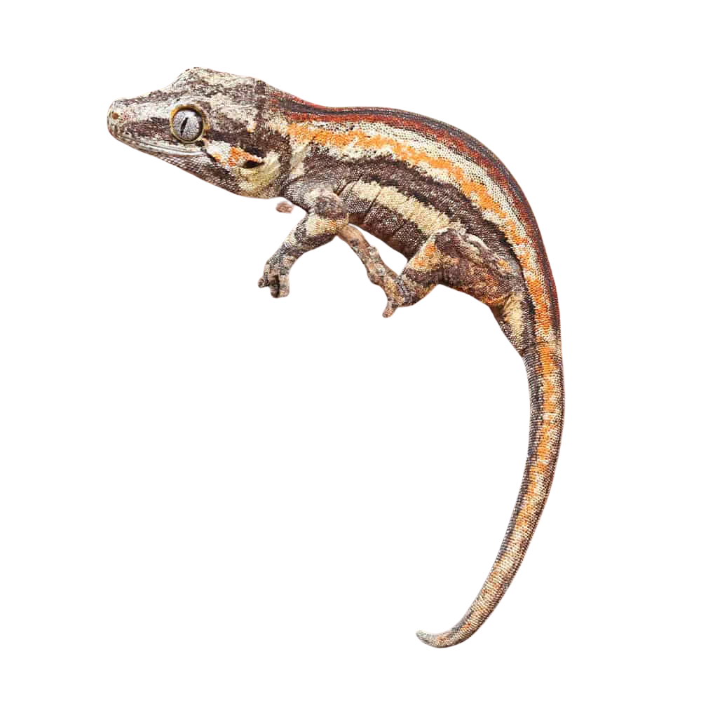 baby-red-striped-gargoyle-gecko (2) baby red striped gargoyle gecko 2