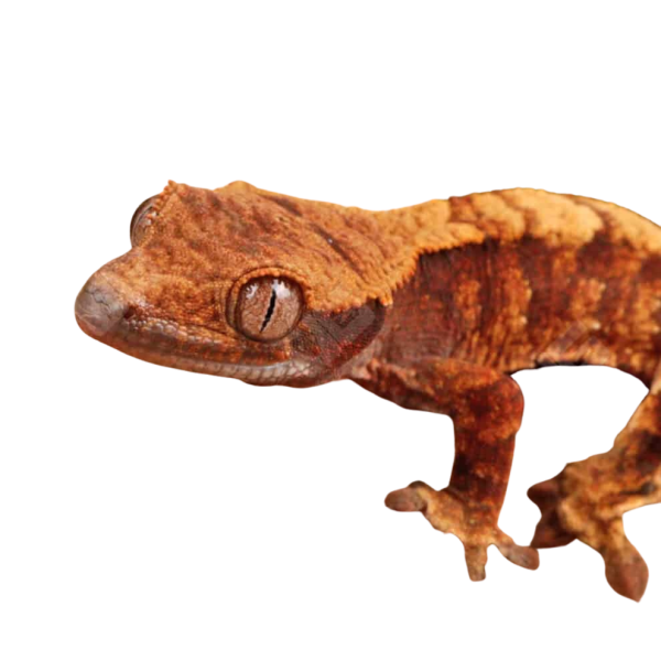 Baby Red Tiger Crested Gecko
