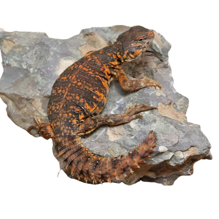 Baby Red Uromastyx