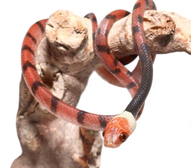 baby-red-vine-snake-pair baby red vine snake pair e1746899094166