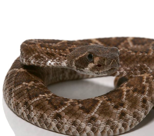 Baby Red Western Diamondback Rattlesnake