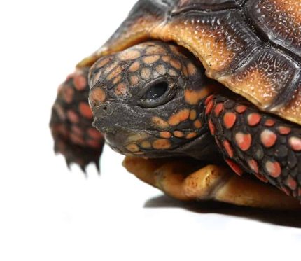 Baby Redfoot Tortoise #1