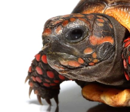 Baby Redfoot Tortoise #5