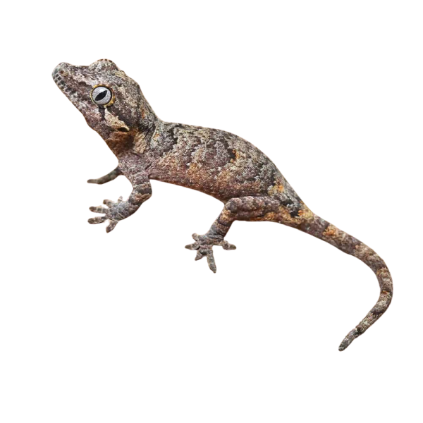 Baby Reticulated Gargoyle Gecko