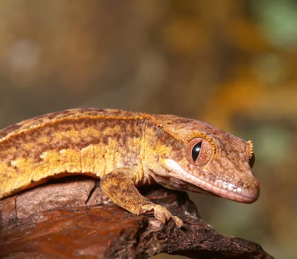 Baby Reverse Partial Pinstripe Phantom Crested Gecko