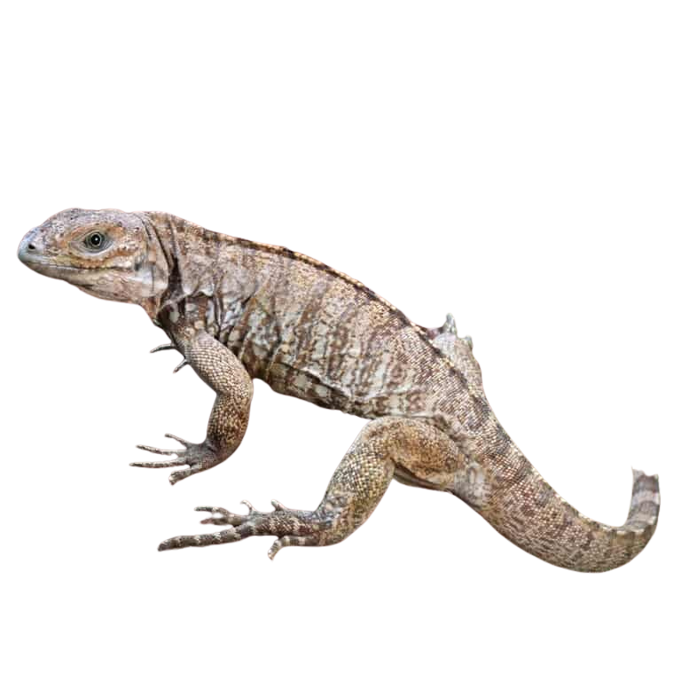 baby-rhino-iguana (2) baby rhino iguana 2