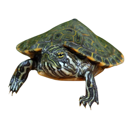 Baby Rio Grande Gorzugi River Cooter Turtle