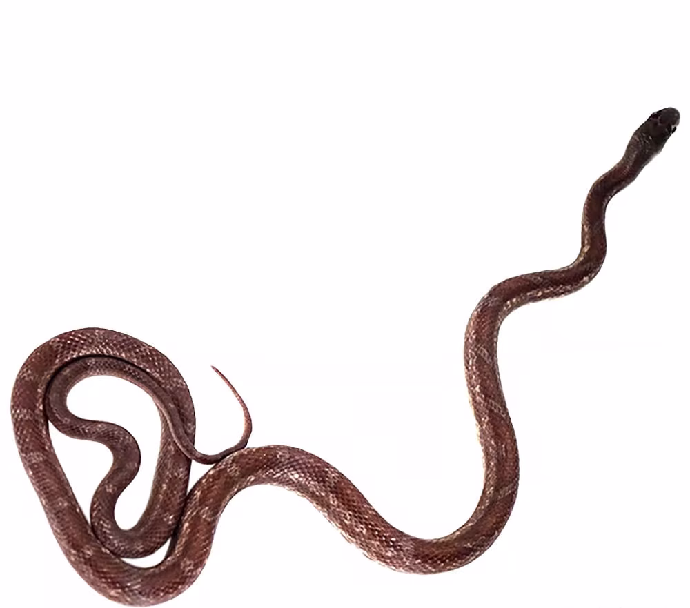 baby-rusty-licorice-rat-snake baby rusty licorice rat snake e1747294694253