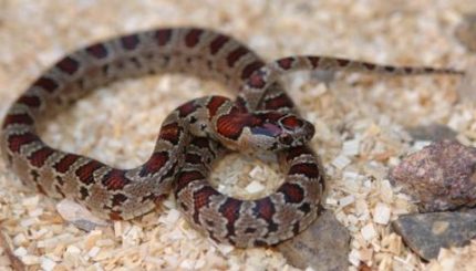 Baby San Luis Potosi Kingsnake