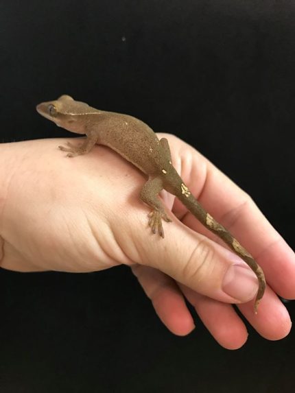 Baby Sarasinorum Gecko