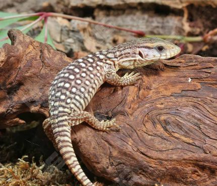 Baby Savannah Monitor