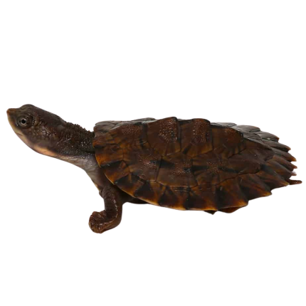 Baby Saw Shelled Turtle