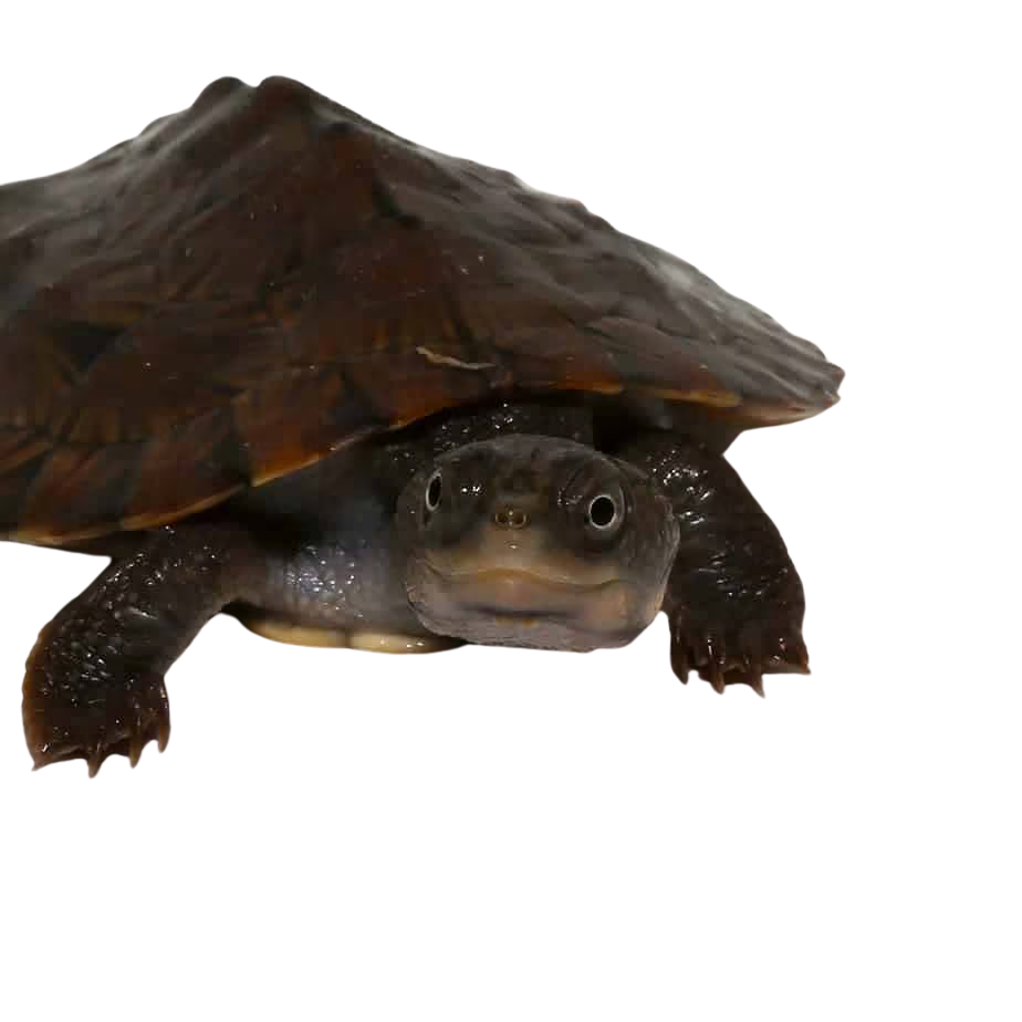 baby-saw-shelled-turtle (2) baby saw shelled turtle 2
