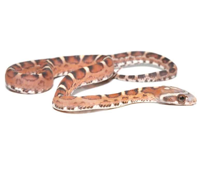 baby-scaleless-het-caramel-cornsnake baby scaleless het caramel cornsnake e1746853252446