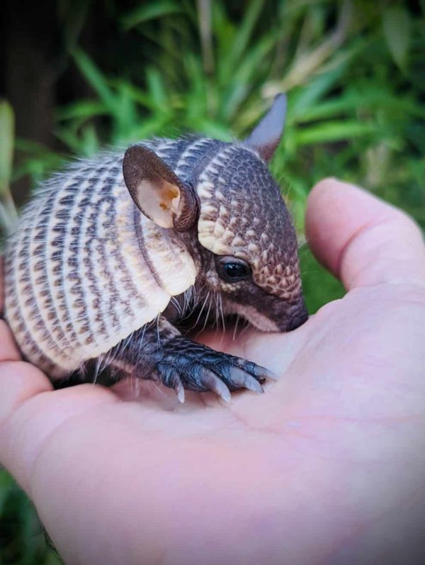 Baby Screaming Hairy Armadillo
