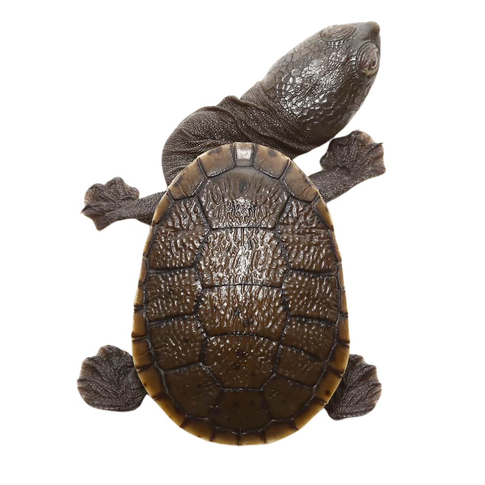 baby-siebenrocks-snake-necked-turtle (1) baby siebenrocks snake necked turtle 1