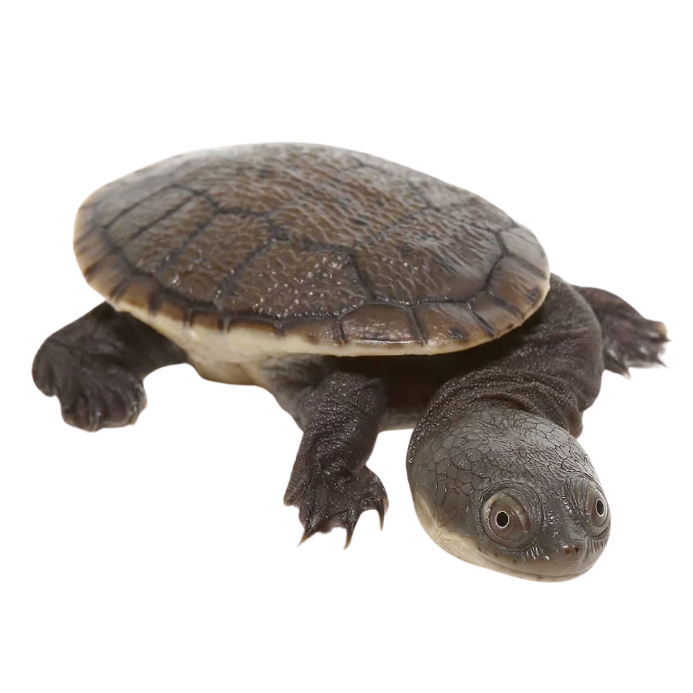 baby-siebenrocks-snake-necked-turtle (2) baby siebenrocks snake necked turtle 2