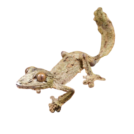 Baby Sikorae Mossy Leaf Tail Gecko