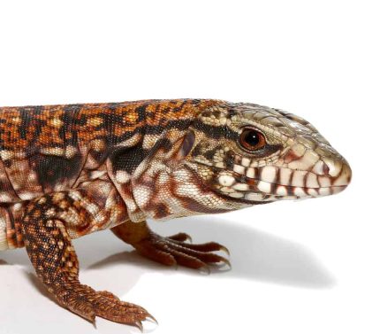 Baby Silver Panther Tegu