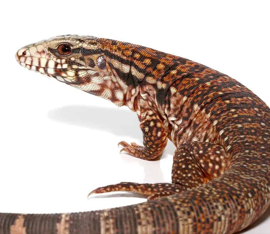 baby-silver-panther-tegu (2) baby silver panther tegu 2 e1749706617429
