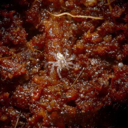 Baby Six Spotted Fishing Spider
