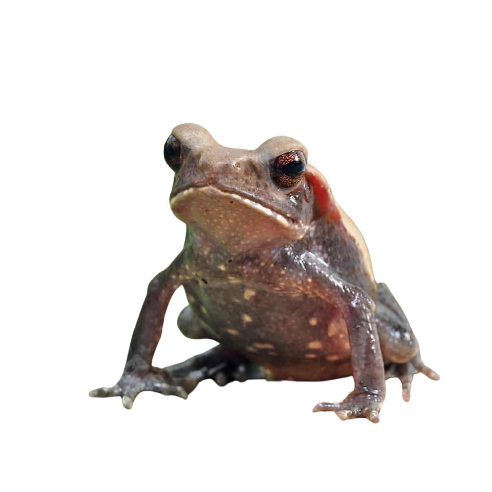 baby-smooth-sided-toad (2) baby smooth sided toad 2