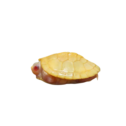 Baby Snow Albino Red Ear Slider Turtle (Split Scute)