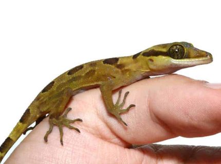 Baby Solomon Island Banded Palm Gecko