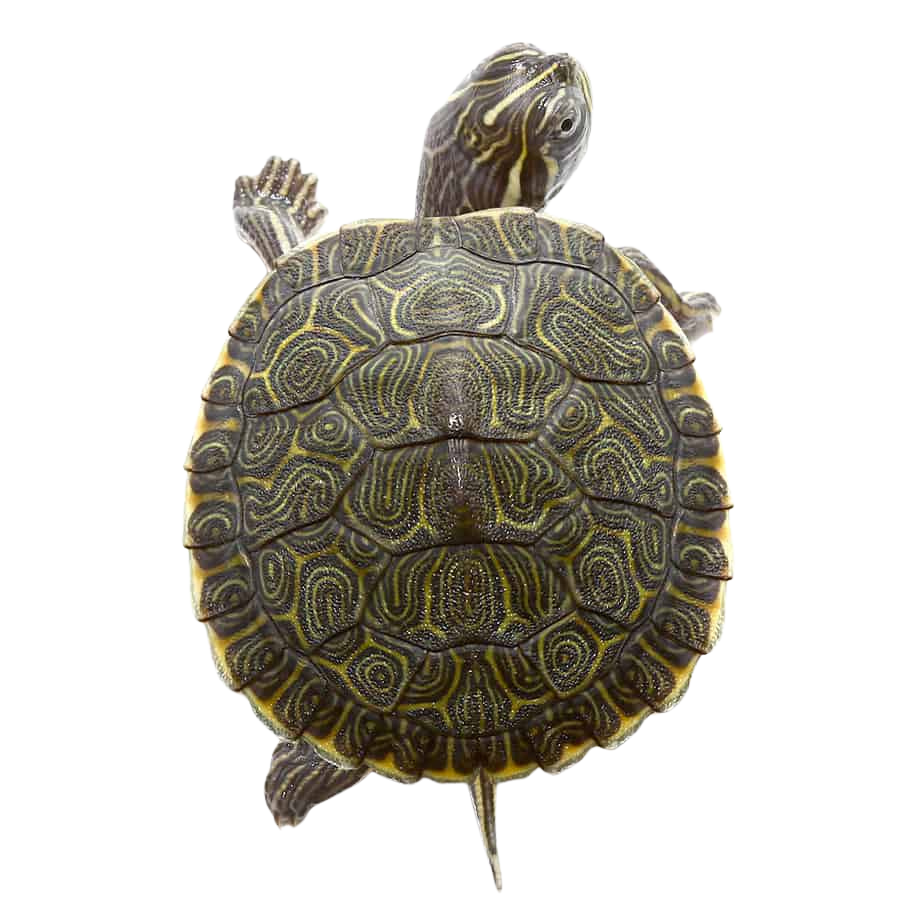 baby-southern-river-cooter-turtle (1) baby southern river cooter turtle 1