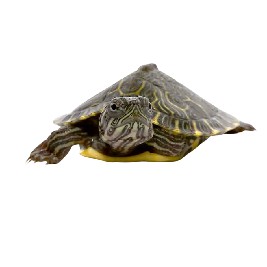 baby-southern-river-cooter-turtle (2) baby southern river cooter turtle 2