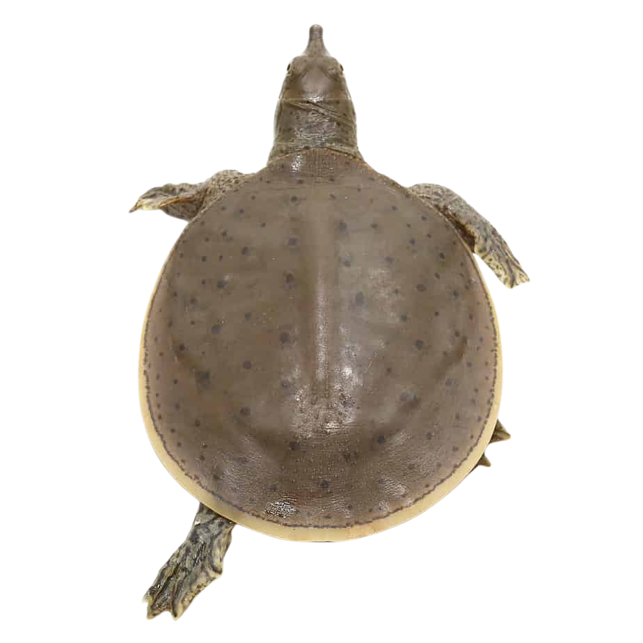 baby-spiny-softshell-turtle (1) baby spiny softshell turtle 1