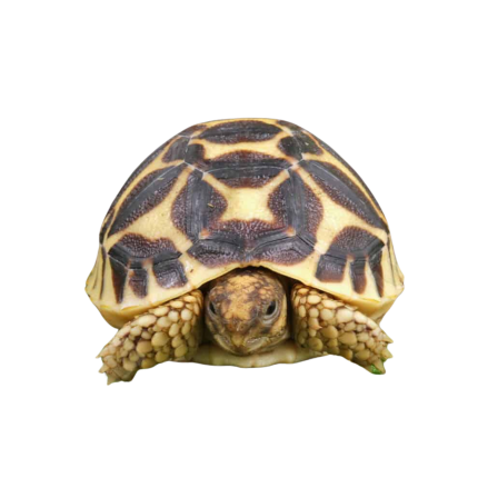 Baby Sri Lankan Star Tortoise