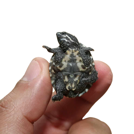 Baby Stinkpot Musk Turtle