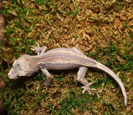 Baby Striped Gargoyle Gecko #1