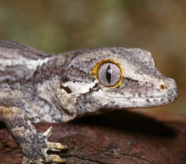 Baby Striped Gargoyle Gecko