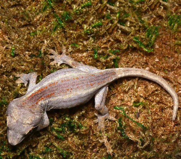 Baby Striped Gargoyle Gecko