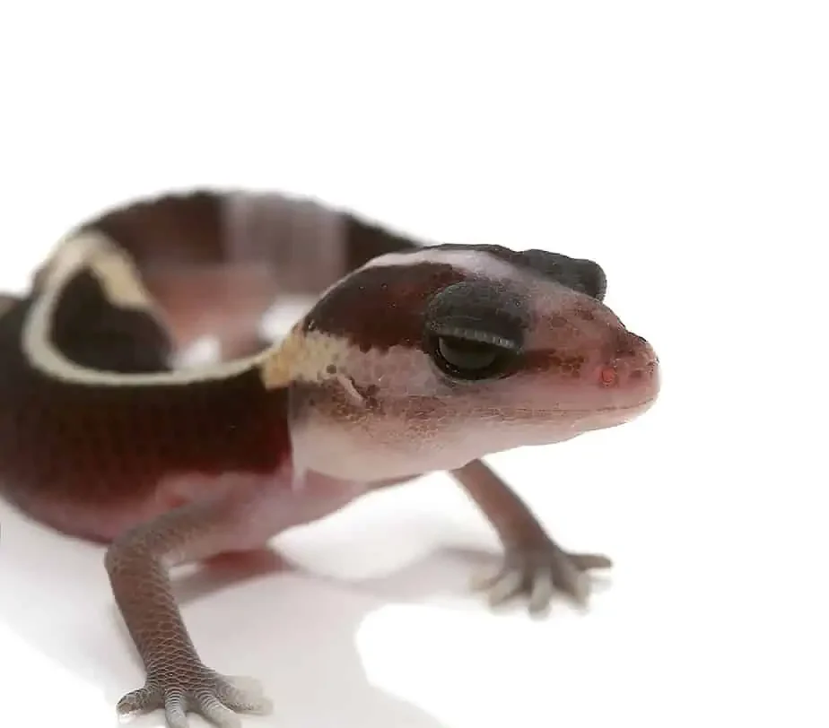 baby-striped-zero-fat-tail-gecko baby striped zero fat tail gecko e1748147975255