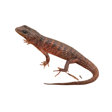 Baby Sulawesi Spiny Water Skink
