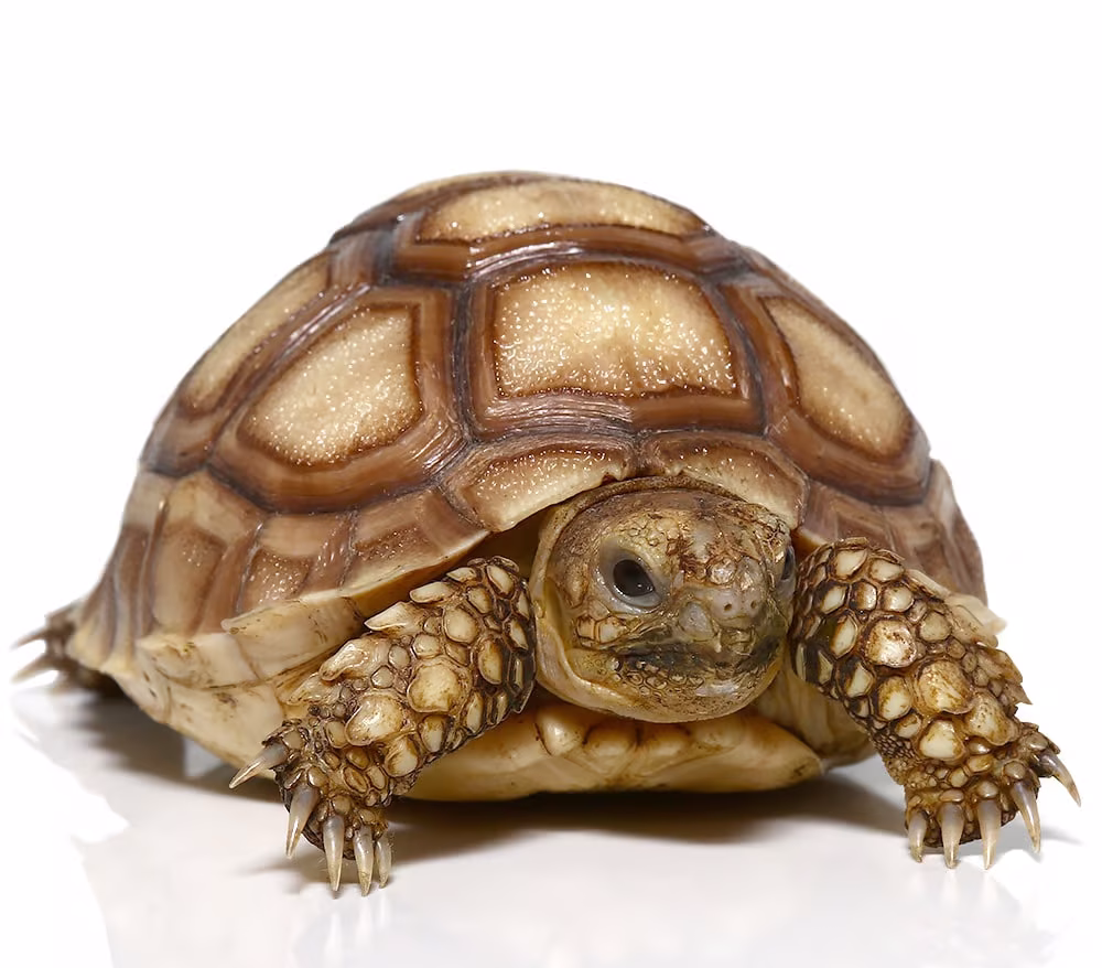baby-sulcata-tortoise-het-ivory baby sulcata tortoise het ivory e1750098020998